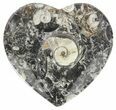 Heart Shaped Fossil Goniatite Dish #61290-1